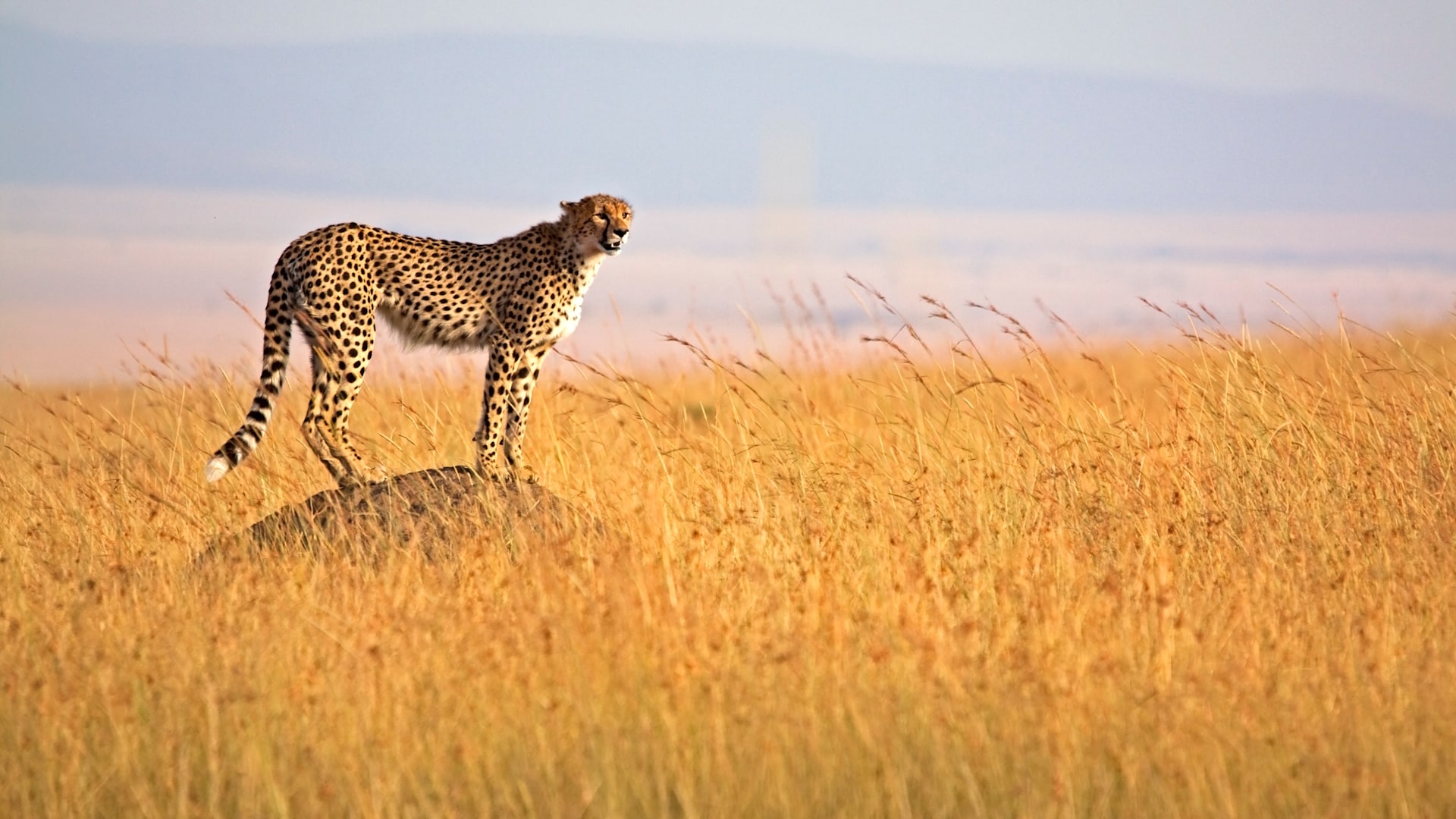 This is why you should visit Maasai Mara